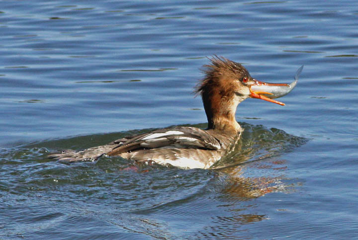 photo of red breasted merganser
