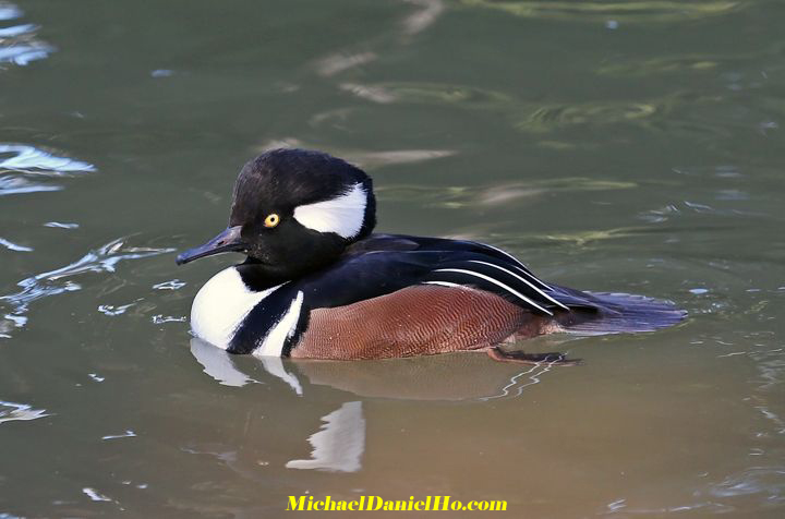 photo of red-breasted merganser