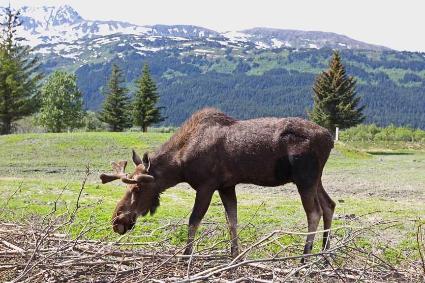 photo of moose