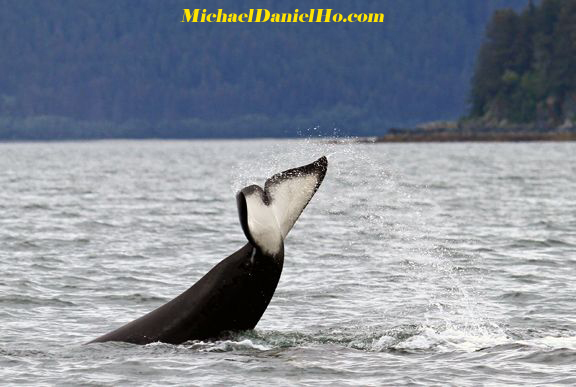 killer whale photos