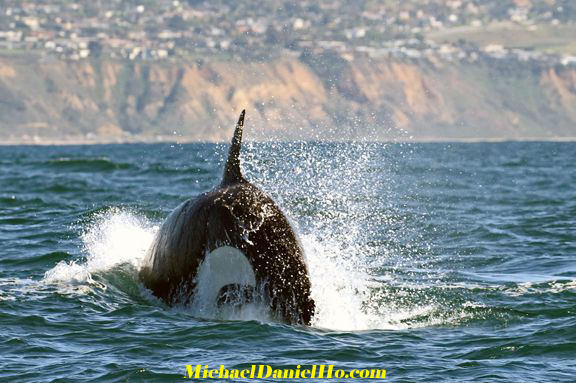 orcas, killer whale photos