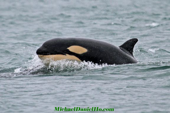 orca, killer whale photos
