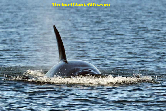 killer whale photos