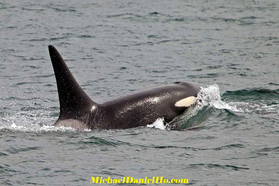 killer whale pictures