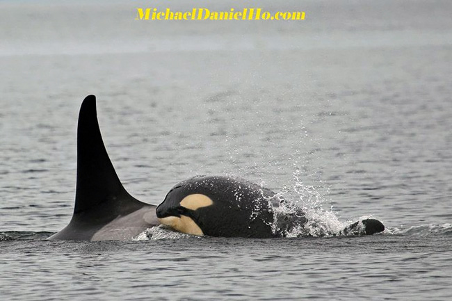 photo of Killer whale mom and calf