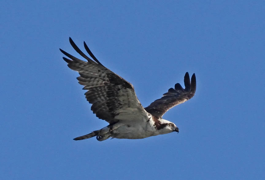 photo of osprey hovering in the air