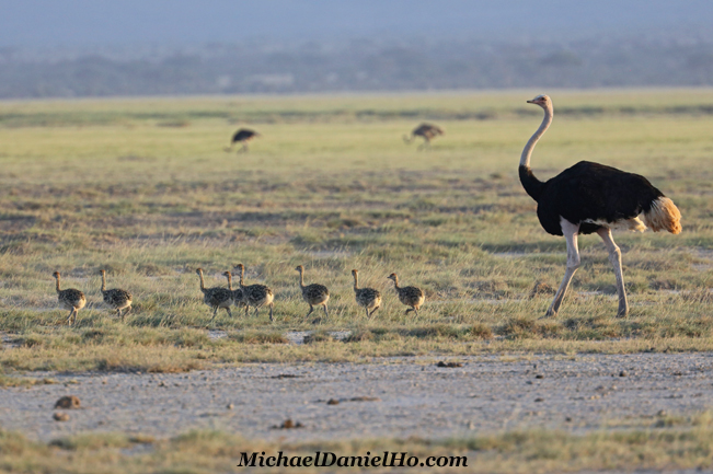photo of Masai Ostrich family in Kenya