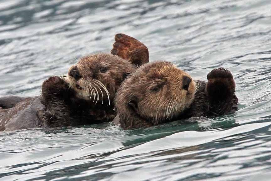 Sea otter photos, Sea Otter pictures, Sea Otter images, Sea Otter ...