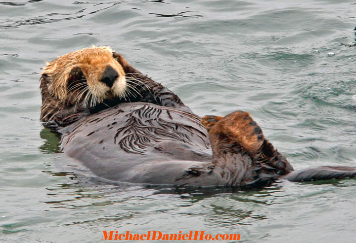 sea otter in alaska
