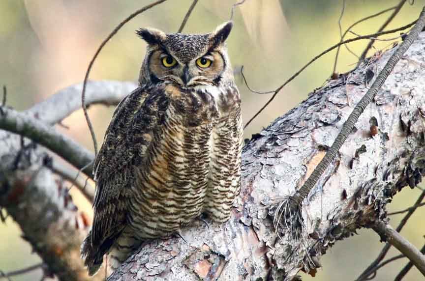 owls, nocturnal raptors