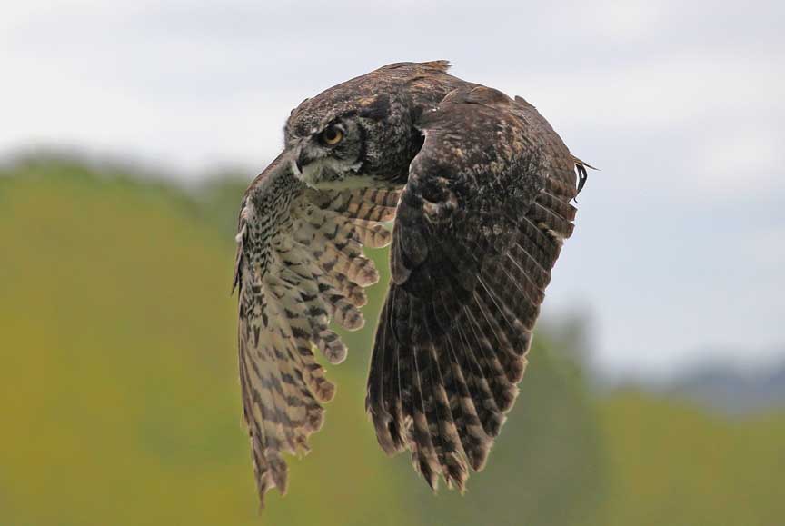 photo of owl