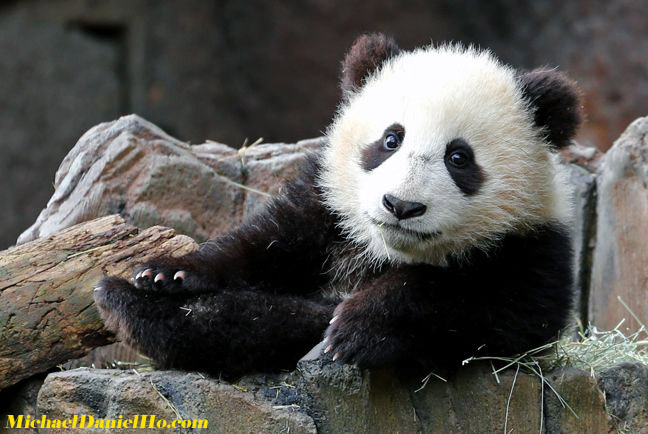 photo of giant panda