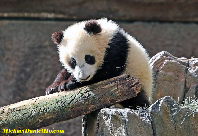 photo of giant panda