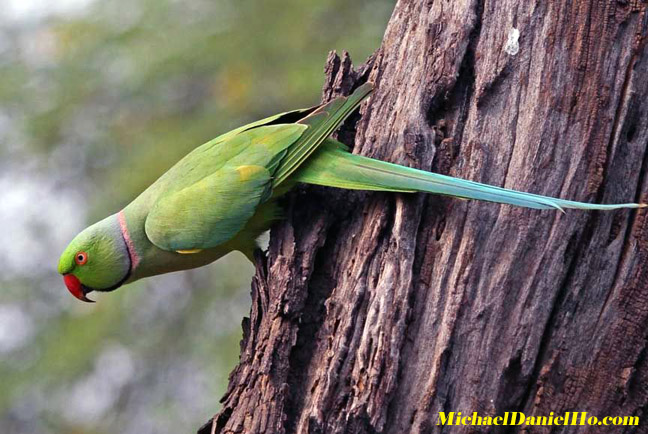 photo of parakeet