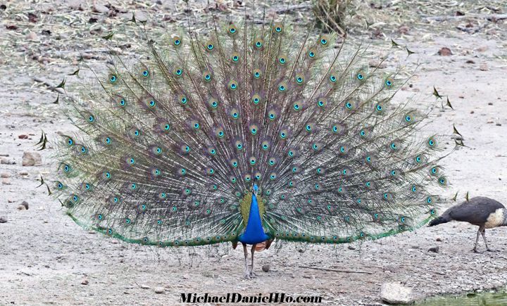 photo of Indian peacock on display