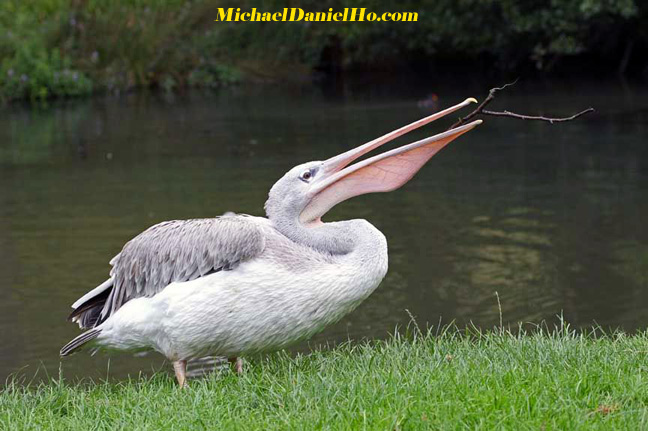 pelican photos