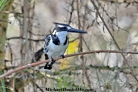 photo of pied kingfisher
