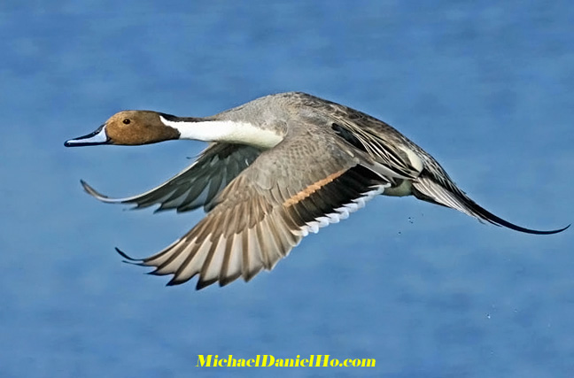 photo of pintail duck