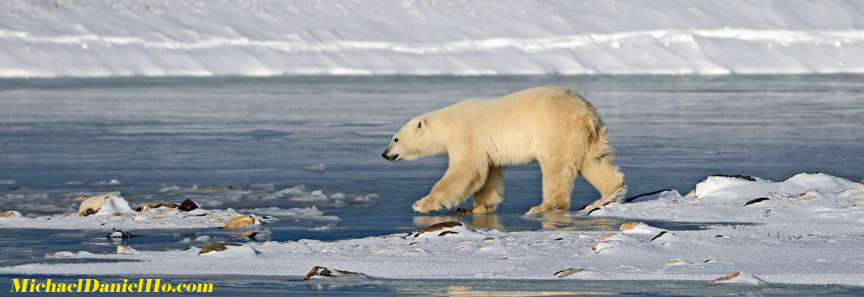photo of polar bear cubs