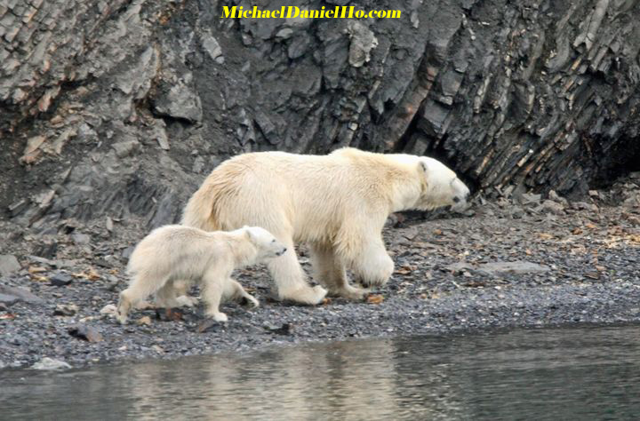 polar bear mom and cub walking on ice floes