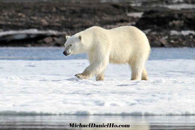 Polar bear on ice floe in Svalbard, the high Arctic