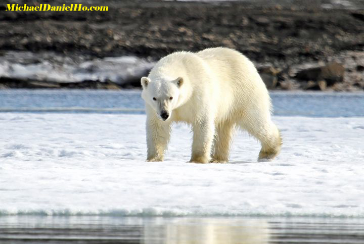 polar bear walking on fast ice