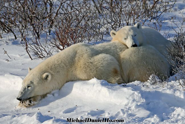 polar bear cub with mom photo