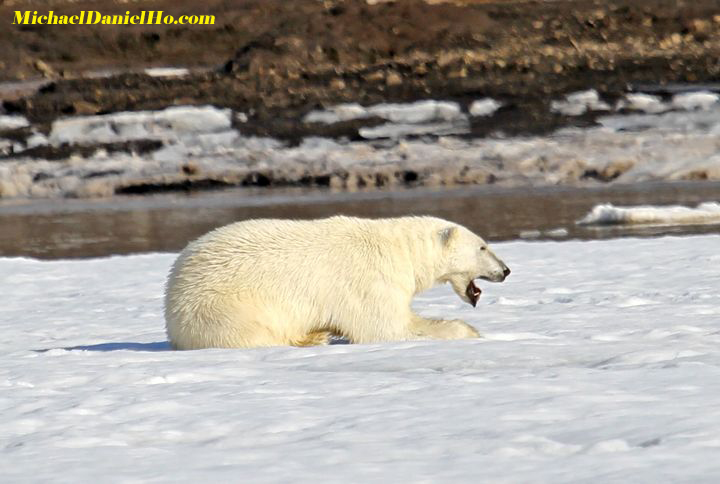 polar bear displaying sign of stress