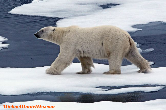polar bear on ice floes