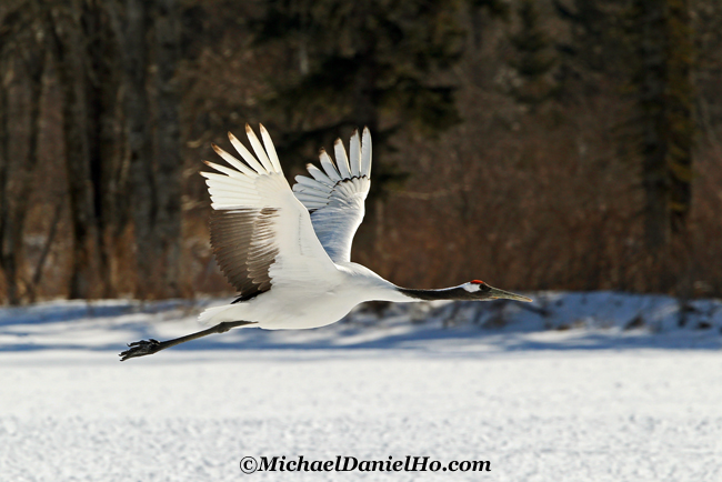 photo of red-crowned crane in flight