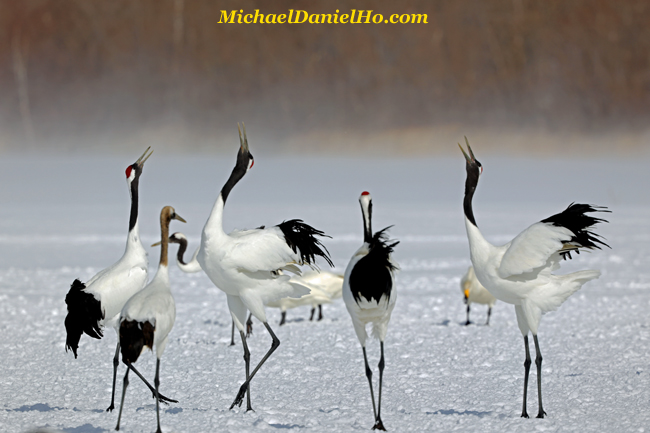 photo of red-crowned cranes