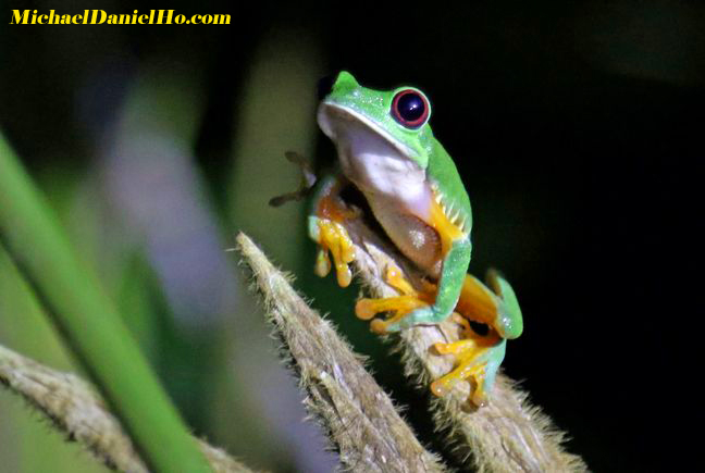 red-eyed tree frog in costa rica