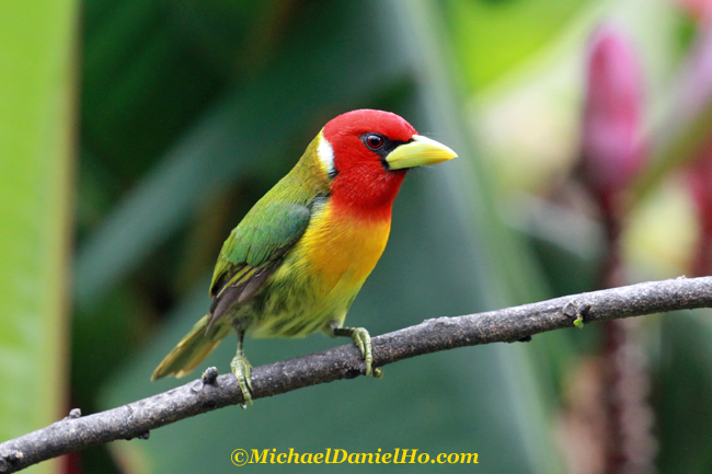 photo of Red-headed Barbet in Costa Rica