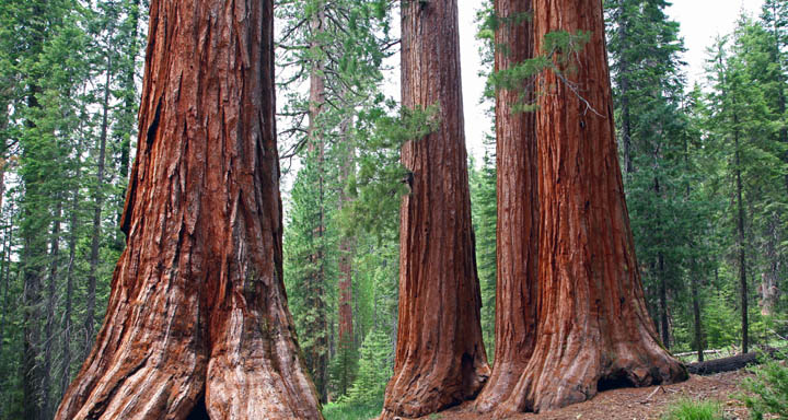 Travel Photography Americas - Redwood National Park, California