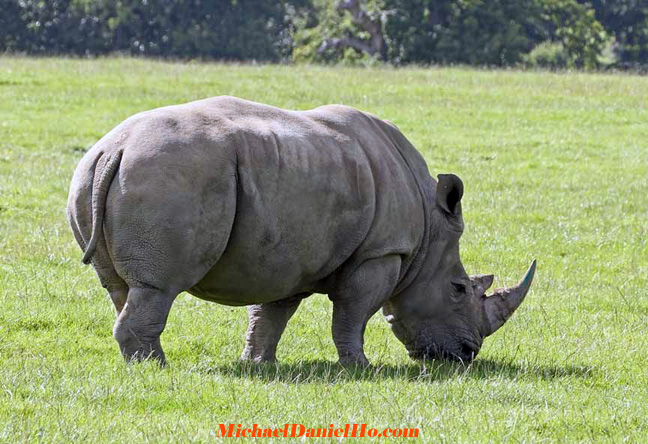 african white rhino