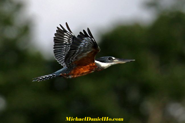 photo of ringed kingfisher in the amazon