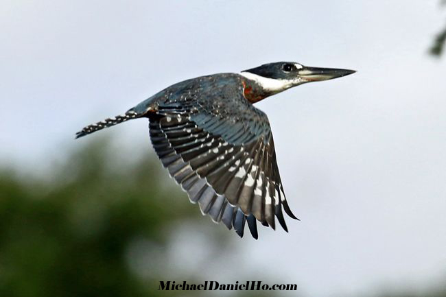 photo of ringed kingfisher