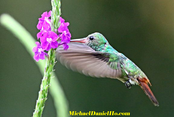 rufous-tailed hummingbird in Costa Rica