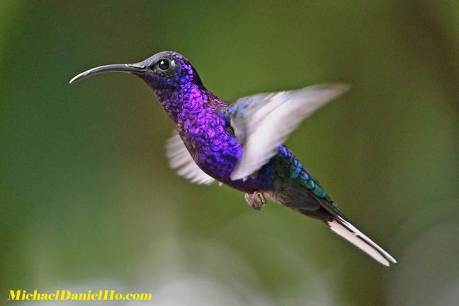 saber wing hummingbird