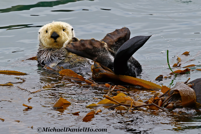 photo of sea otter pinching cheeks