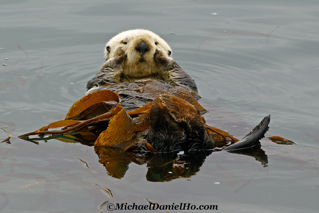 photo of sea otter floating