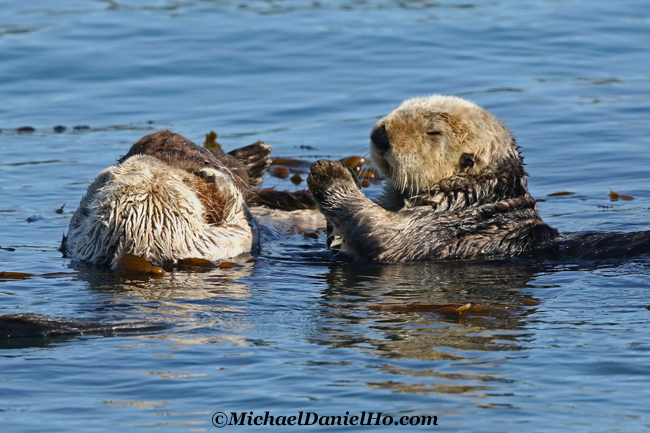 photo of sea otters in water