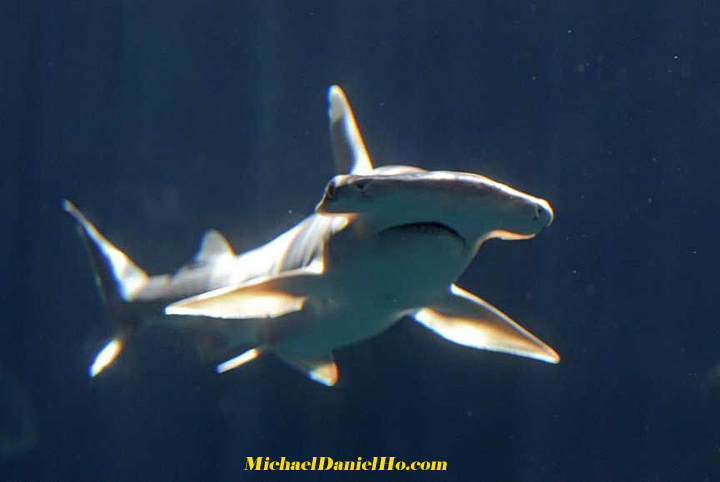 photo of hammerhead shark