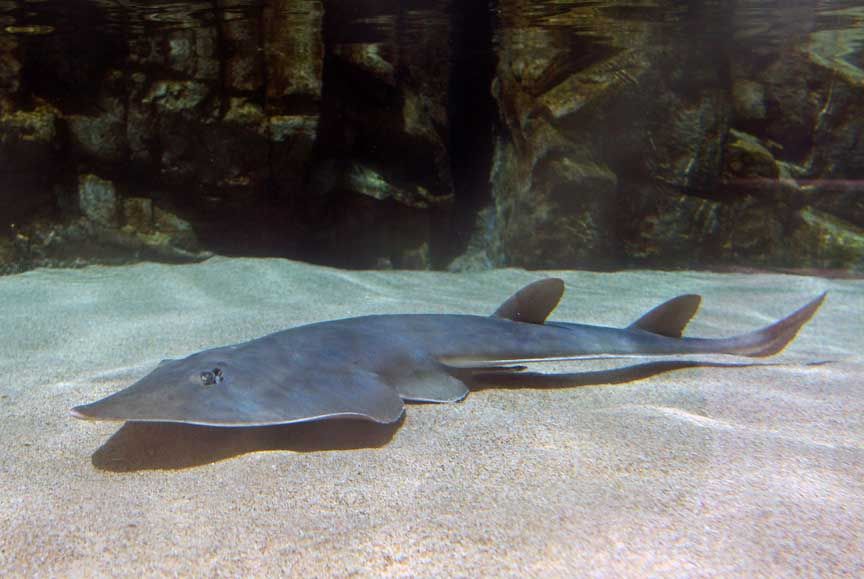 photo of shark