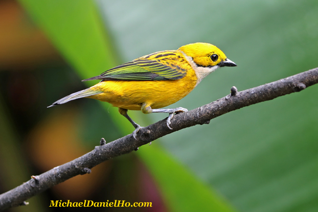 photo of silver throated tanager in Costa Rica