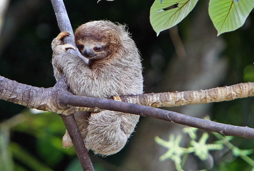 photo of sloth