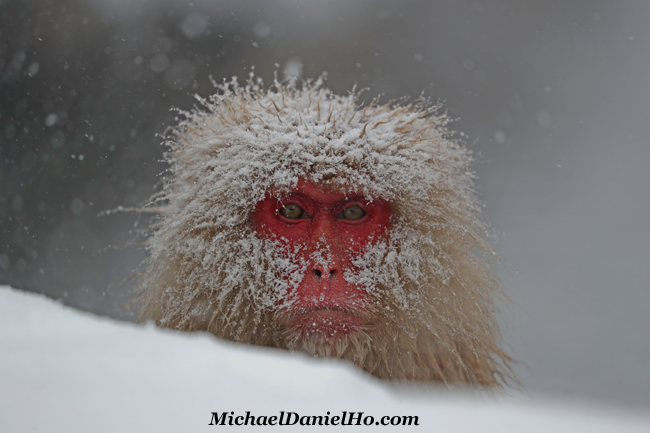photo of Snow Monkey in hot springs in Nagano