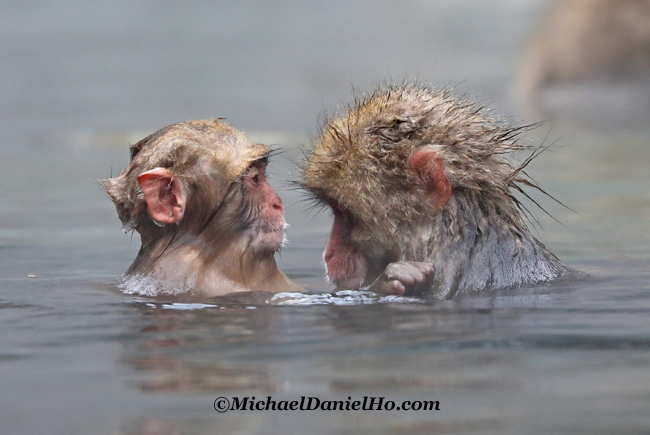 photo of snow monkey infant with mom in hot springs, nagano