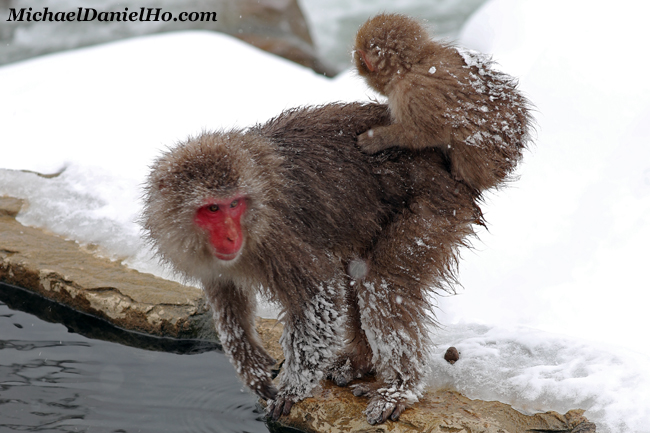 photo of snow monkey with infant, Nagano