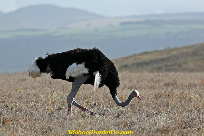 photo of Somali Ostrich in Kenya